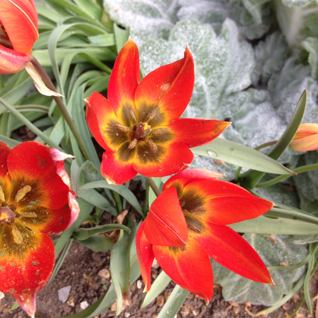 Tulipa hageri 'Splendens'